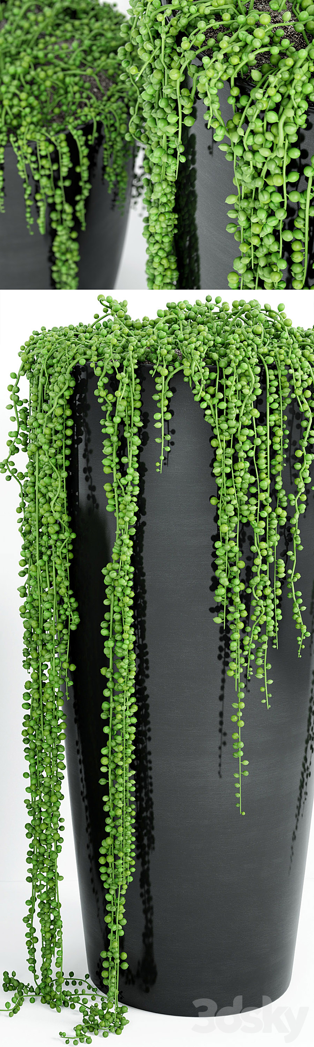 String Of Pearls Plant 4 3DS Max Model - thumbnail 2