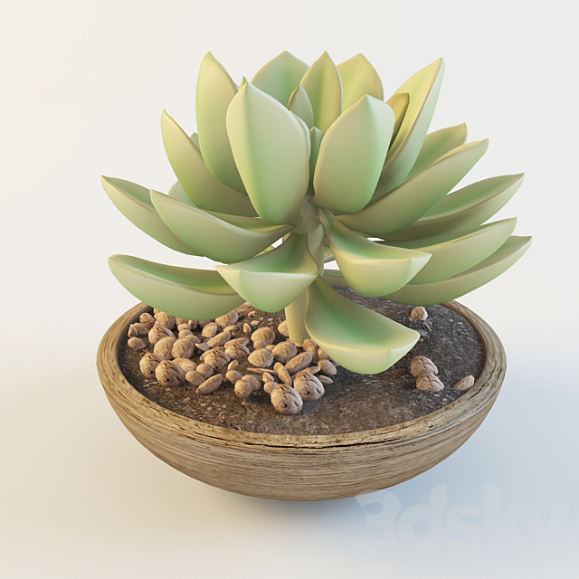 Succulent 3ds Max - thumbnail 1