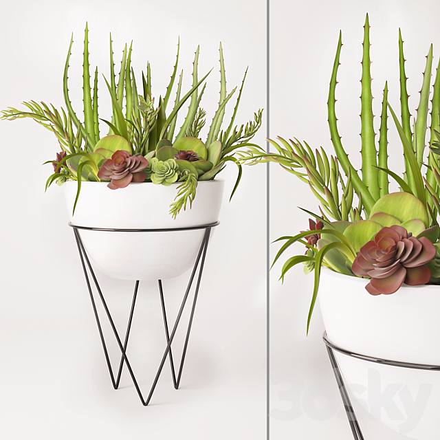 Succulent arrangement 3DSMax File - thumbnail 1