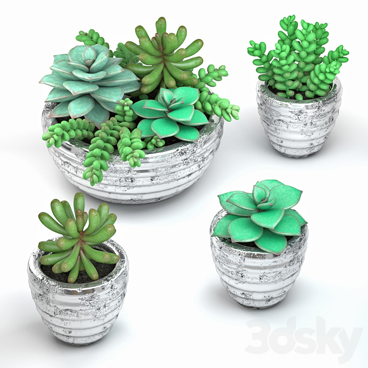 Succulents 3DS Max - thumbnail 1