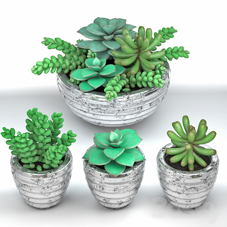 Succulents 3DS Max - thumbnail 2