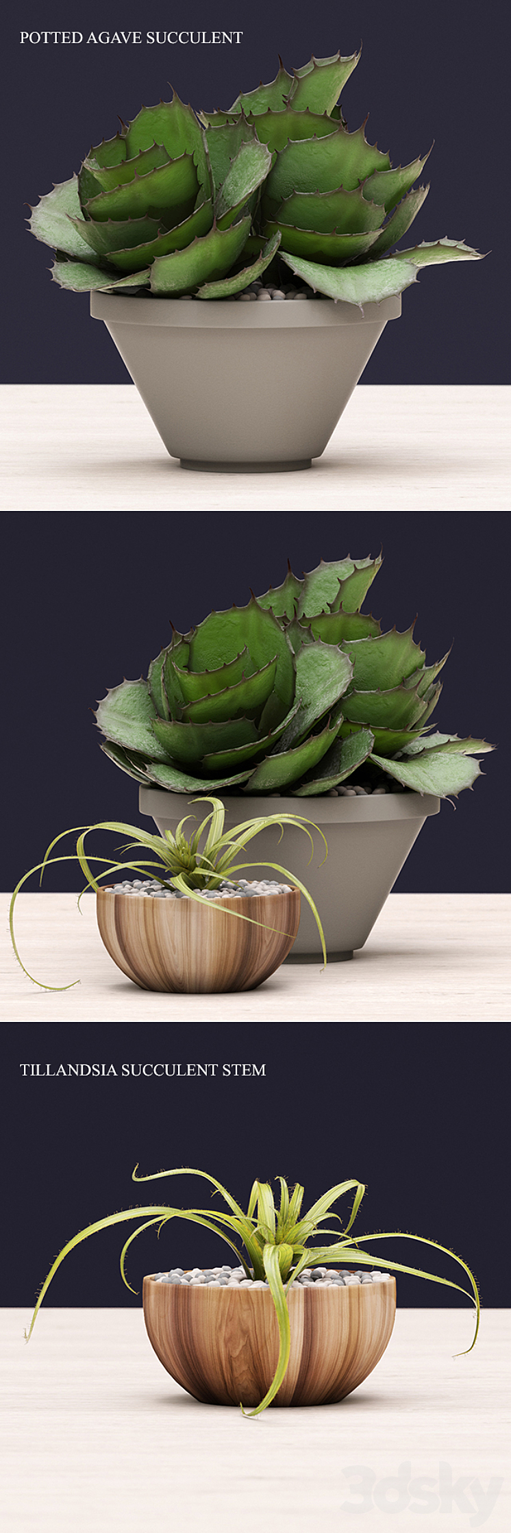 Succulents 3DS Max - thumbnail 1