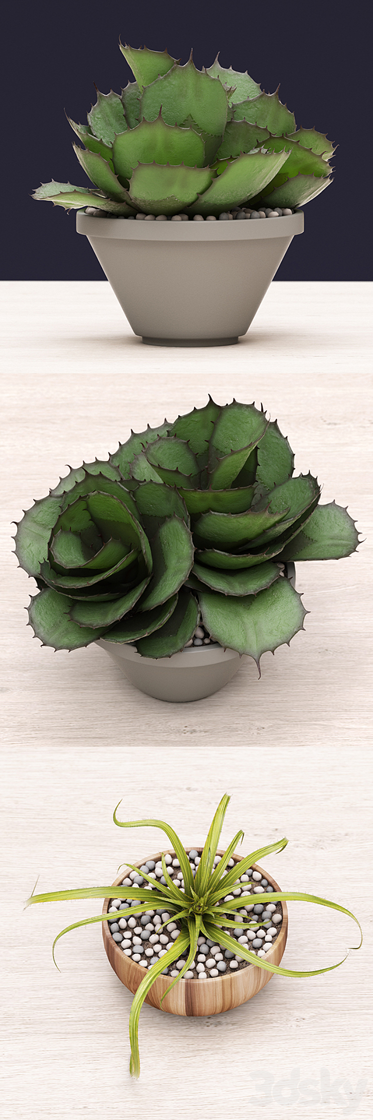 Succulents 3DS Max - thumbnail 2