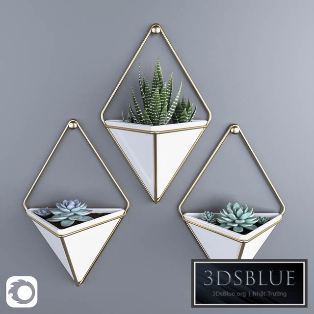 Succulents in hanging pots Umbra trigg 3DS Max - thumbnail 3