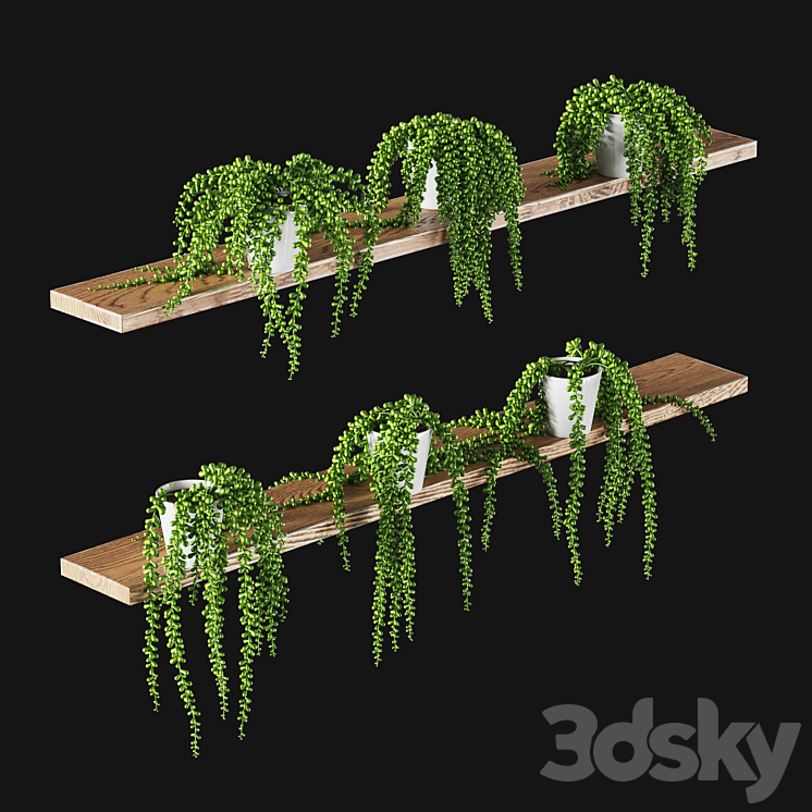 Succulents. Set of 6 models 3DS Max - thumbnail 1