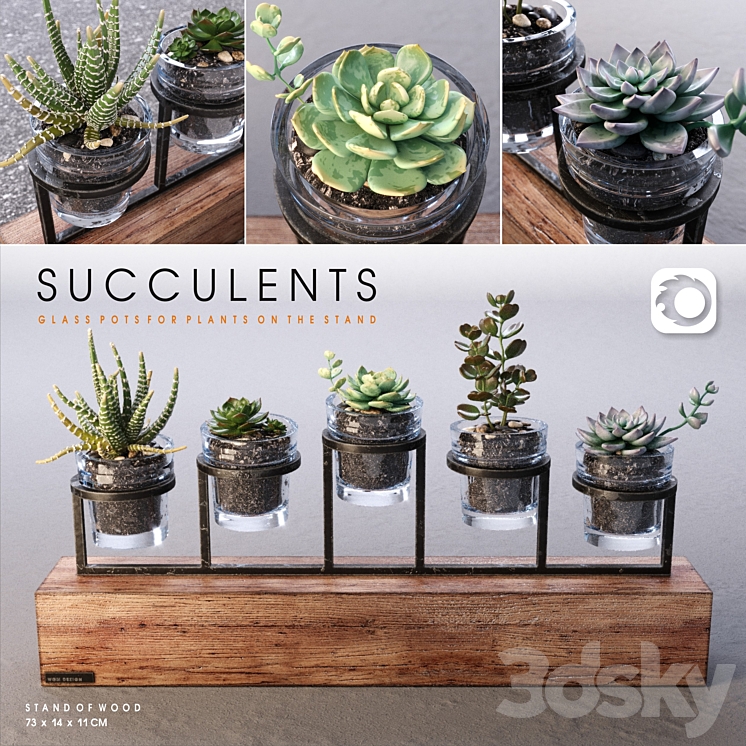 Succulents_set 3DS Max - thumbnail 1