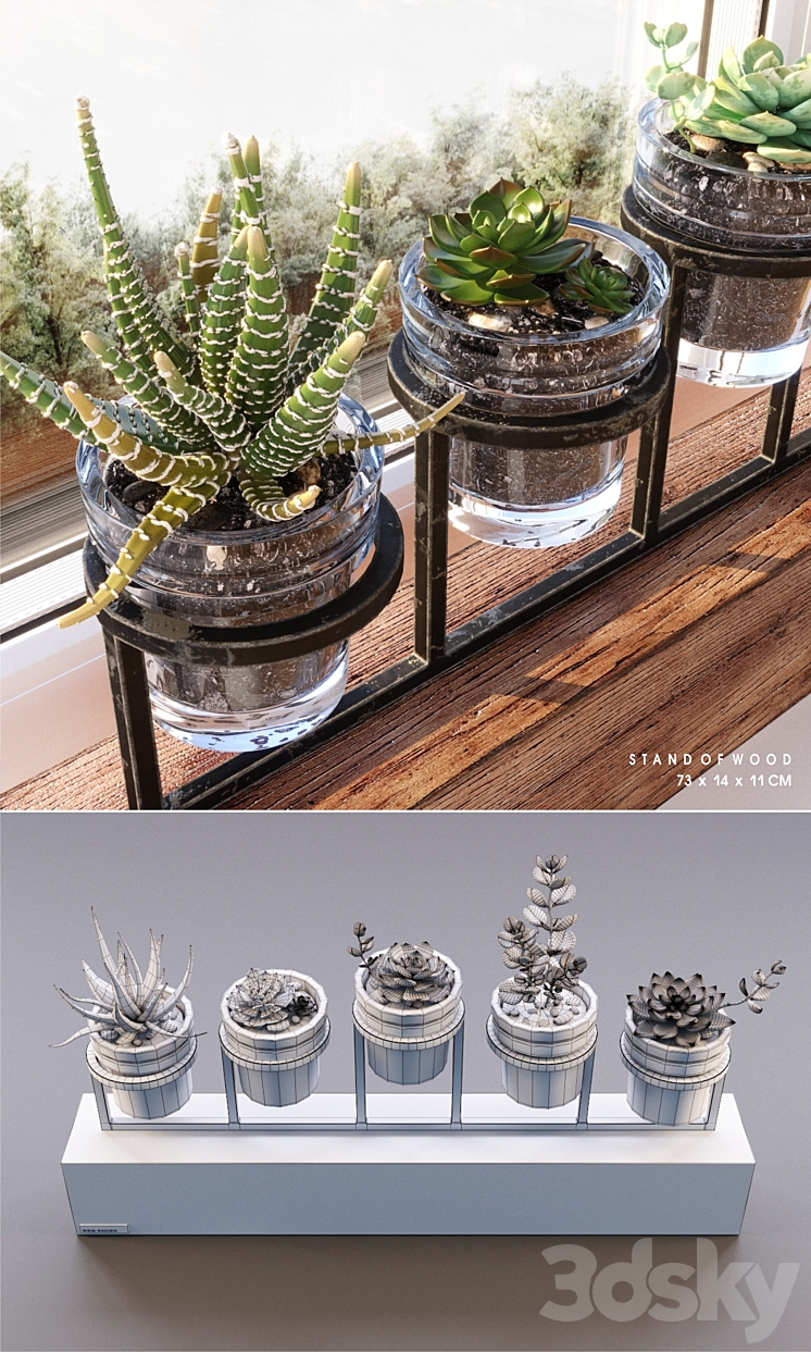 Succulents_set 3DS Max - thumbnail 2