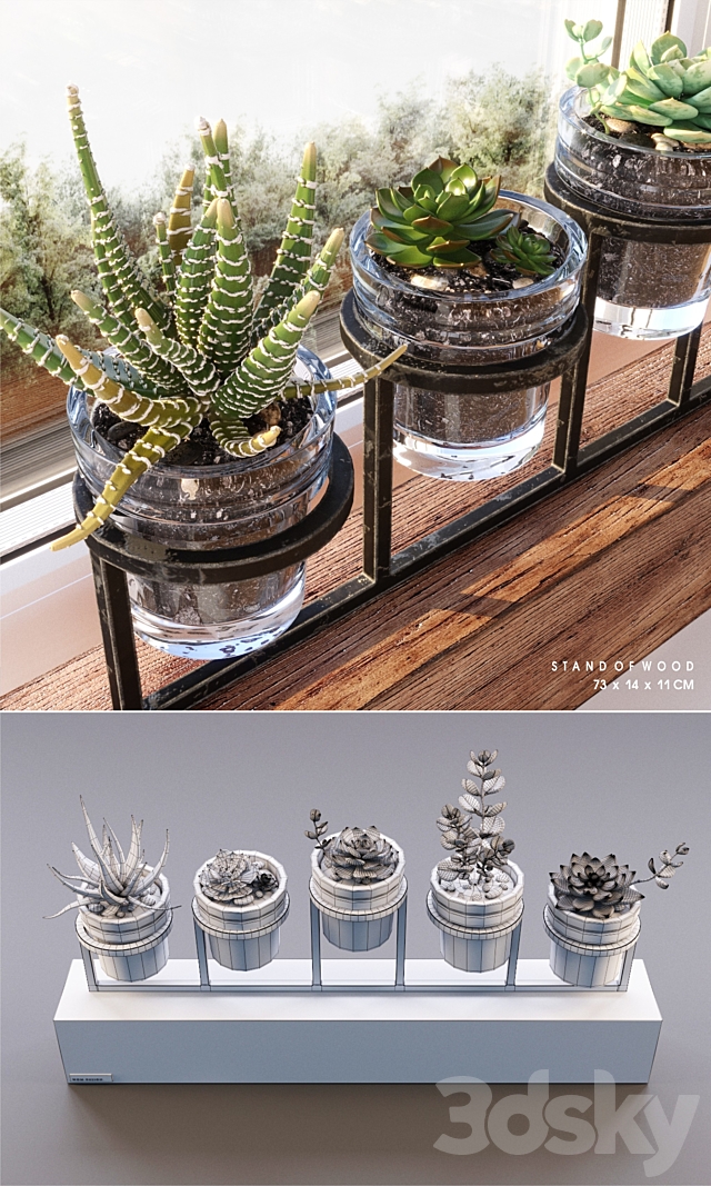 Succulents_set 3DSMax File - thumbnail 2