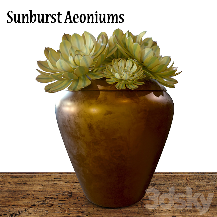 Sunburst Aeoniums 3DS Max - thumbnail 1