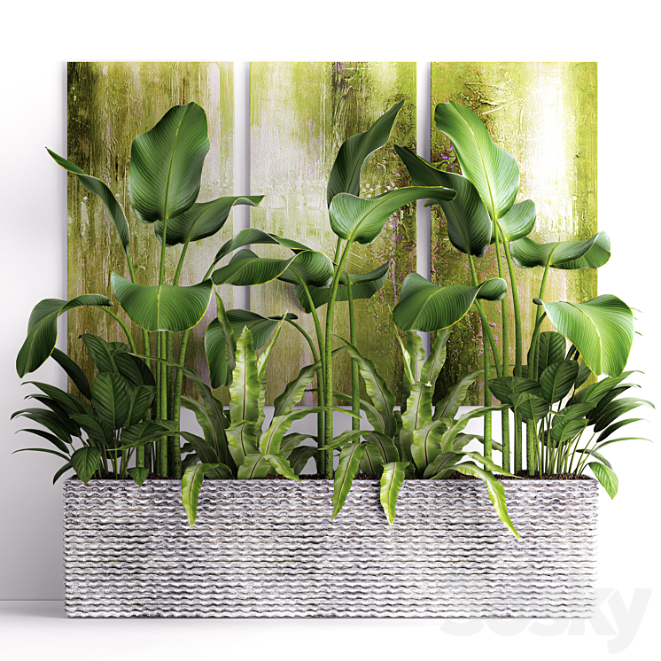 The collection of plants in pots 16. green painting calathea lutea asplenium bushes pot flowerpot concrete 3DS Max - thumbnail 1