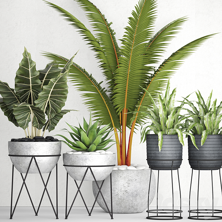 The collection of plants in pots 17. coconut palm alocasia concrete pot stand flower asplenium agave 3DS Max - thumbnail 1