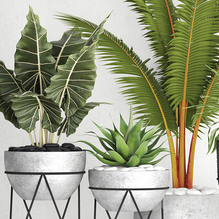 The collection of plants in pots 17. coconut palm alocasia concrete pot stand flower asplenium agave 3DS Max - thumbnail 2