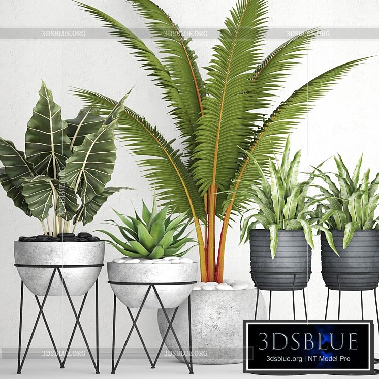 The collection of plants in pots 17. coconut palm alocasia concrete pot stand flower asplenium agave 3DS Max - thumbnail 3