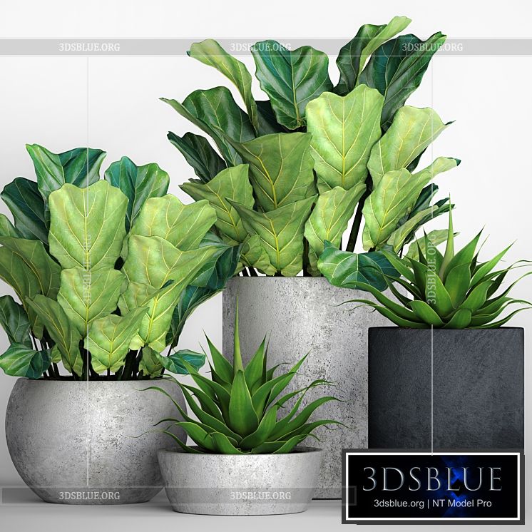 The collection of plants in pots 18. ficus lyre flower pot flowerpot concrete bush agave interior decorative lyrata 3DS Max - thumbnail 3