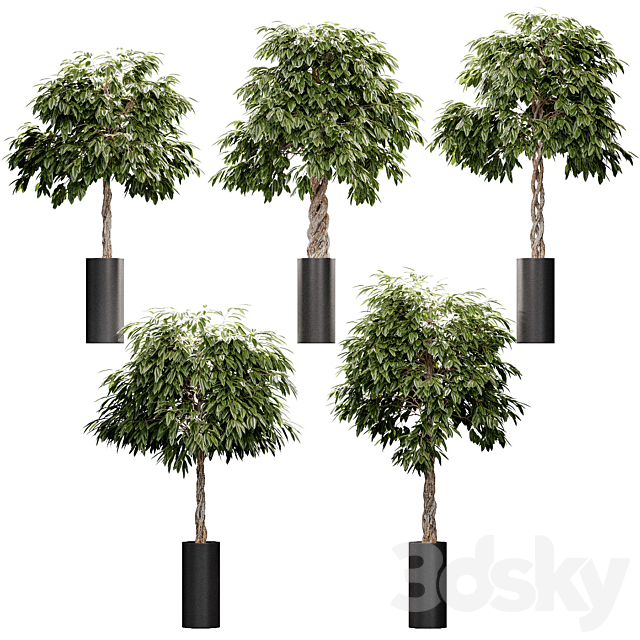 The ficus is large. 5 models 3ds Max - thumbnail 1