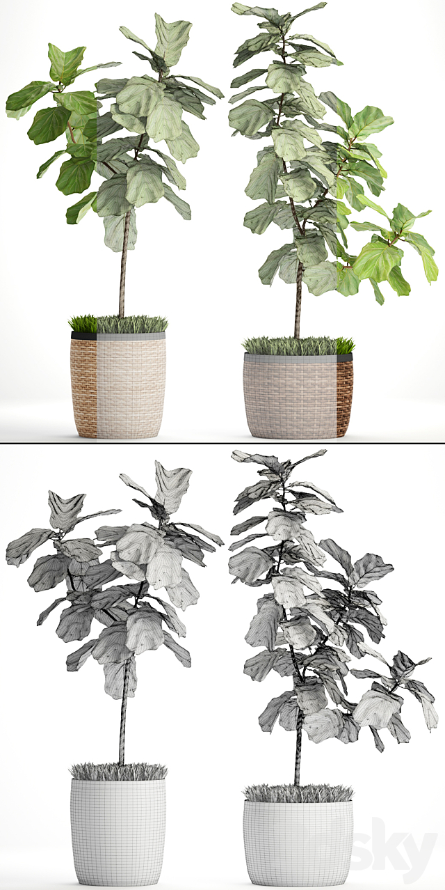 The ficus is lyrate. Collection. 2. basket. rattan. tree. ficus lyrata. interior. decorative 3DSMax File - thumbnail 3