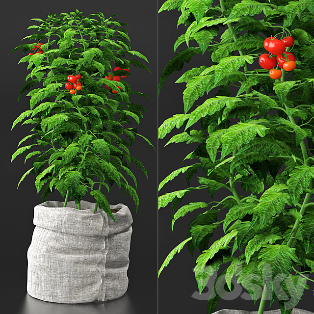 Tomato plant 3DSMax File - thumbnail 1