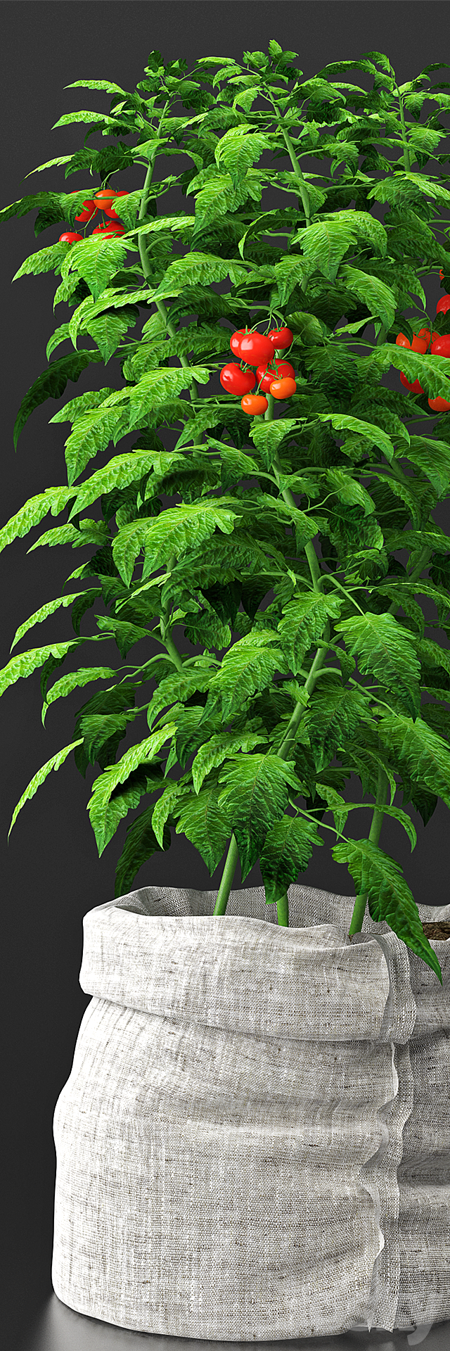 Tomato plant 3DSMax File - thumbnail 2