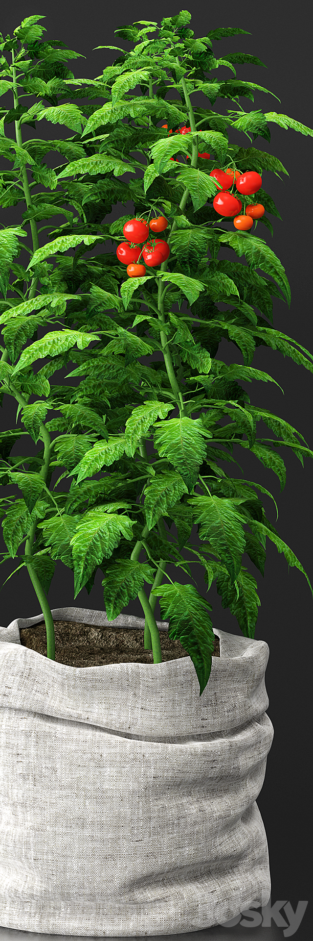 Tomato plant 3DSMax File - thumbnail 3