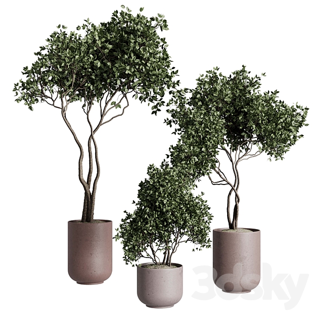 Tree in a concrete pot – indoor plant 569 3ds Max - thumbnail 2