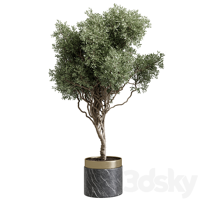 Tree in a marble pot – indoor plant 565 3ds Max - thumbnail 2