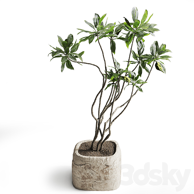 Tree in stone Planter 3DS Max Model - thumbnail 2