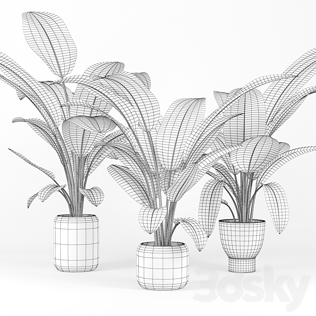 Tropical Palm 3DSMax File - thumbnail 2