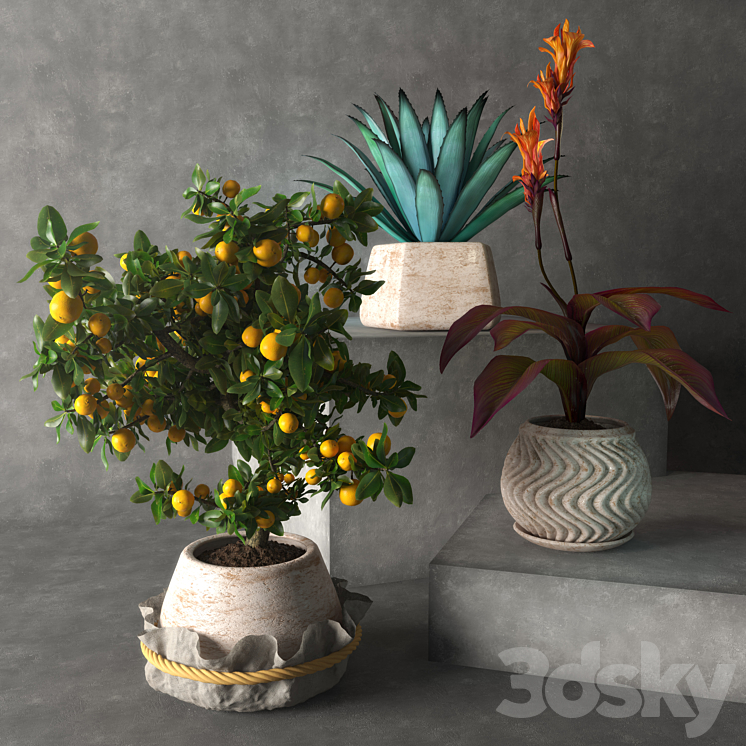 Tropical plants 3DS Max - thumbnail 1