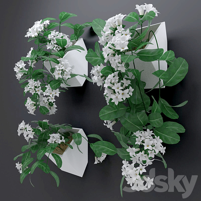 Trudging stephanotis plant abundantly blooming 3DS Max Model - thumbnail 2