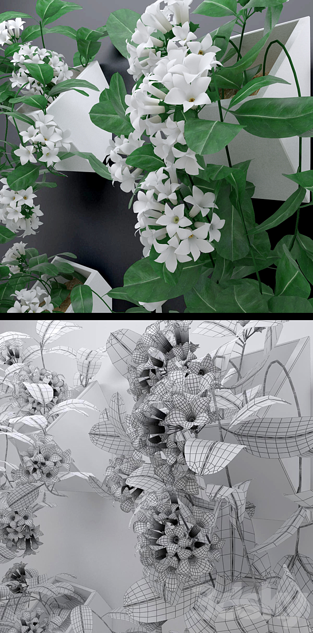 Trudging stephanotis plant abundantly blooming 3DS Max Model - thumbnail 3