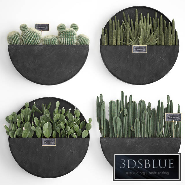 Vertical gardening. 55 Cactus  Prickly Pear Cereus Black Metal Shelf Loft Barrel cactus Flower Shelf Prickly pear 3DS Max - thumbnail 3