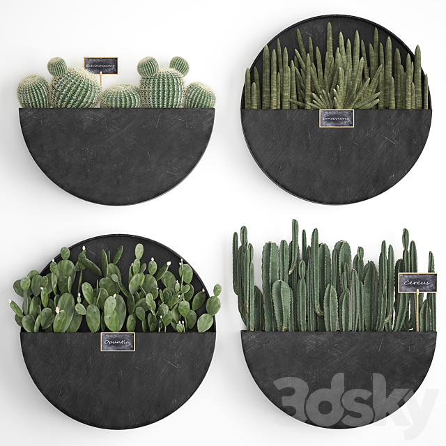 Vertical landscaping for the wall with a black metal shelf with cacti. prickly pear. cereus. sansevieria. Set 55 3DSMax File - thumbnail 1