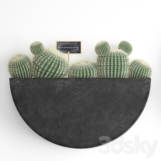 Vertical landscaping for the wall with a black metal shelf with cacti. prickly pear. cereus. sansevieria. Set 55 3DSMax File - thumbnail 2