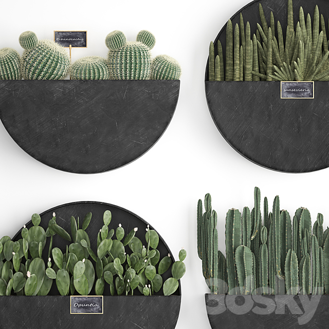 Vertical landscaping for the wall with a black metal shelf with cacti. prickly pear. cereus. sansevieria. Set 55 3DSMax File - thumbnail 3