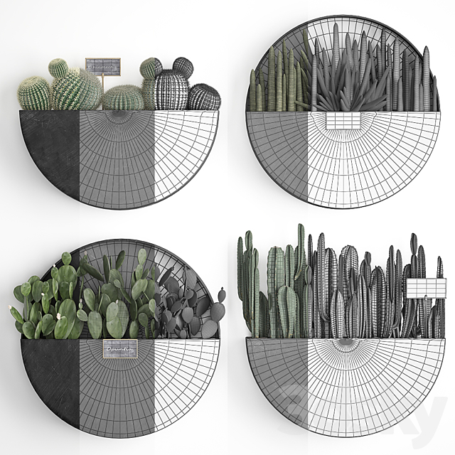 Vertical landscaping for the wall with a black metal shelf with cacti. prickly pear. cereus. sansevieria. Set 55 3DSMax File - thumbnail 4