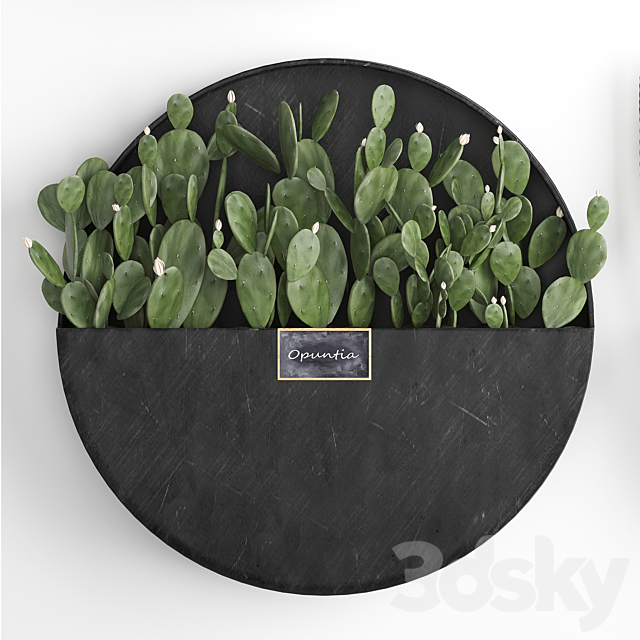 Vertical landscaping for the wall with a black metal shelf with cacti. prickly pear. cereus. sansevieria. Set 55 3DSMax File - thumbnail 5