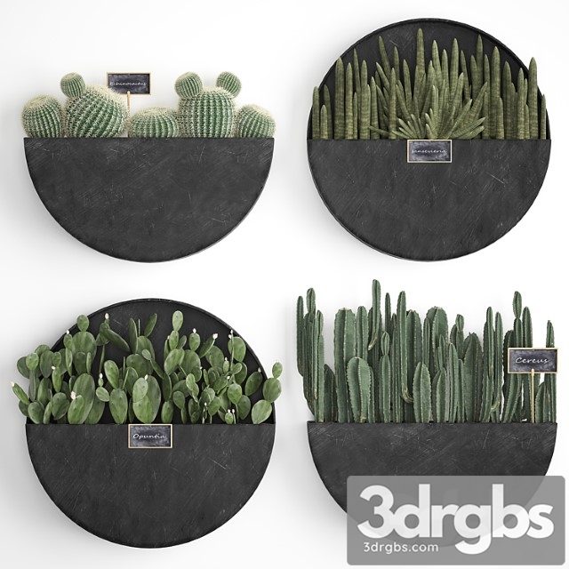 Vertical landscaping for the wall with a black metal shelf with cacti, prickly pear, cereus, sansevieria. set 55 - thumbnail 1