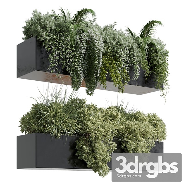 Wall plant – hanging plants collection indoor plant 219 - thumbnail 1