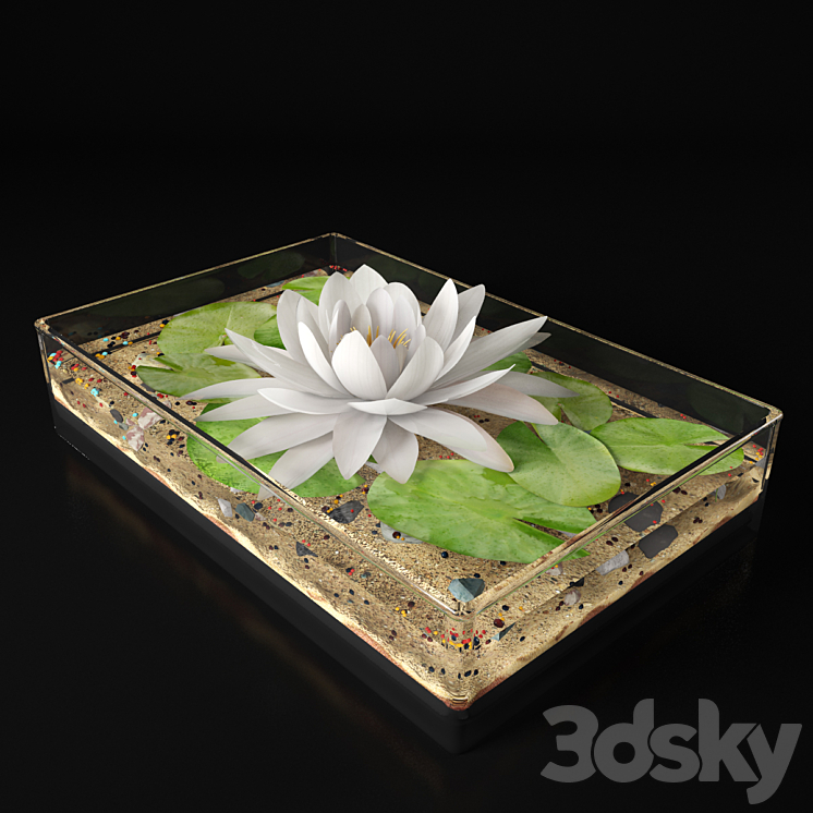 Water lily 3DS Max - thumbnail 1