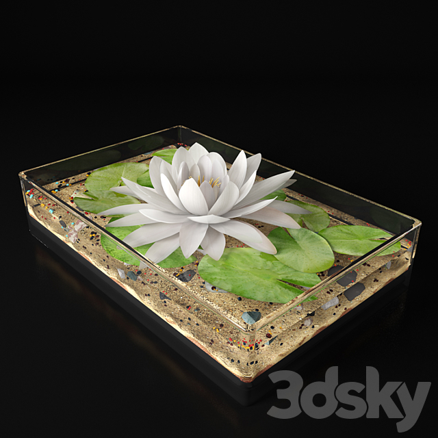 Water lily 3DSMax File - thumbnail 1