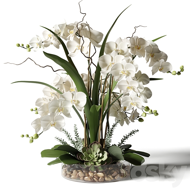 White orchids in a glass vase with stones 3DSMax File - thumbnail 1