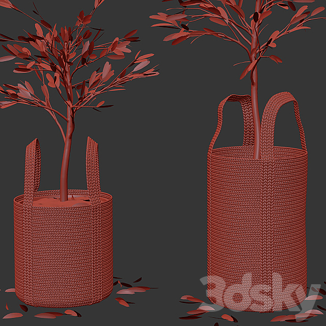 Wicker basket containing the delicate olive tree in pastel tones 3DS Max Model - thumbnail 4