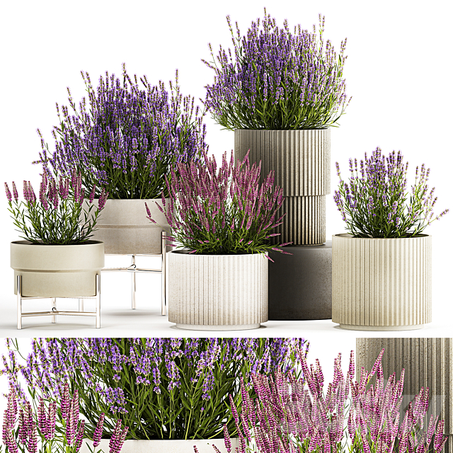 Wildflower bushes in outdoor flowerpots from lavender catnip sage Plant Collection 1193 3ds Max - thumbnail 1