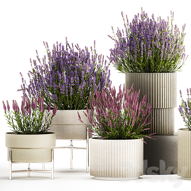 Wildflower bushes in outdoor flowerpots from lavender catnip sage Plant Collection 1193 3ds Max - thumbnail 2