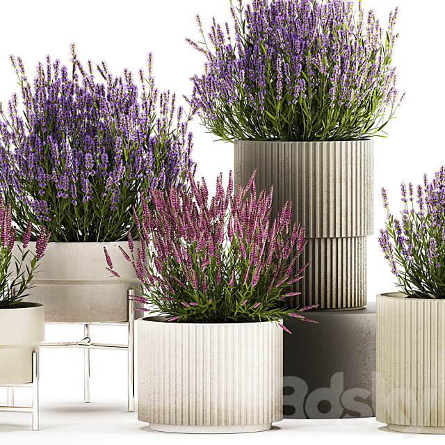 Wildflower bushes in outdoor flowerpots from lavender catnip sage Plant Collection 1193 3ds Max - thumbnail 3