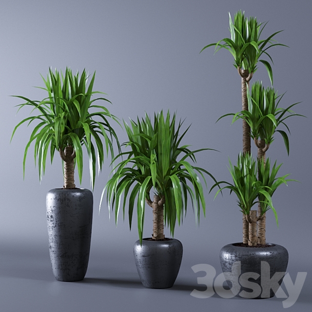 Yucca 3DSMax File - thumbnail 1