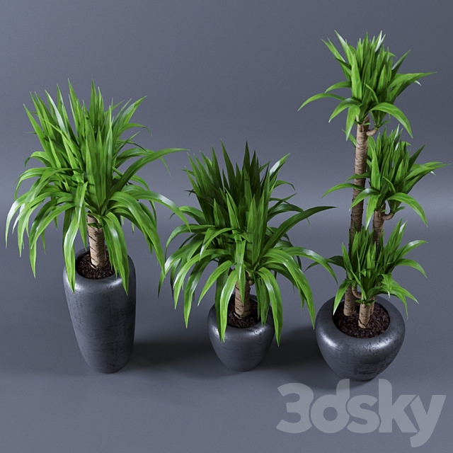 Yucca 3DSMax File - thumbnail 3