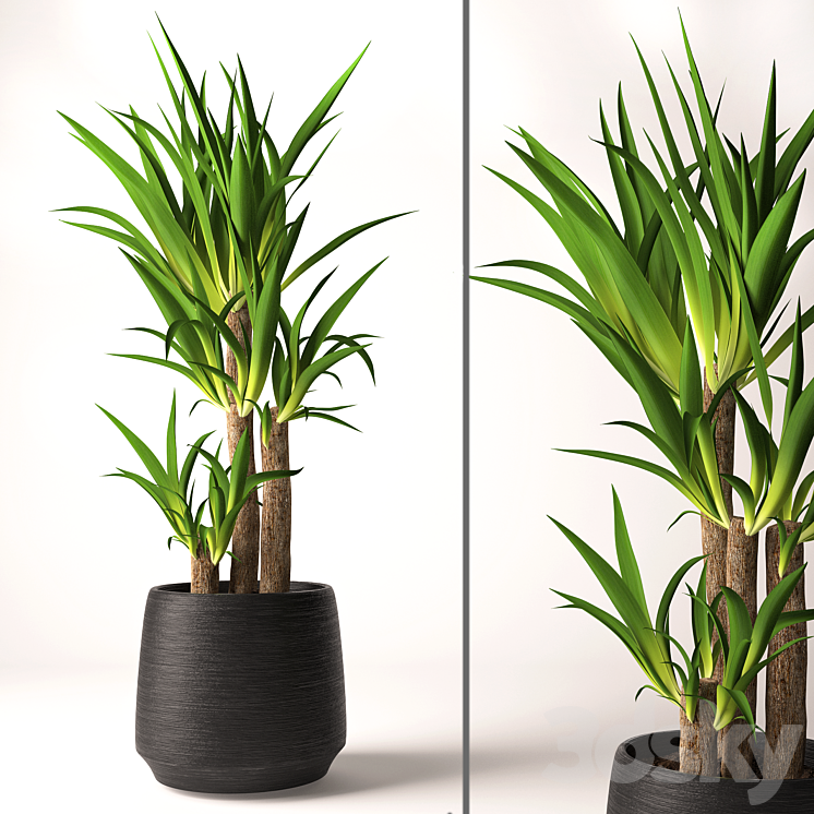 Yucca plant 3DS Max - thumbnail 1