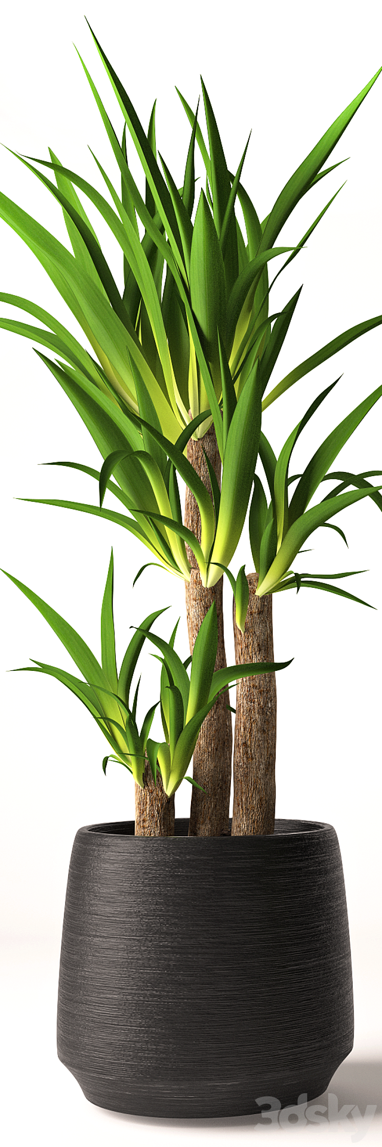 Yucca plant 3DS Max - thumbnail 2