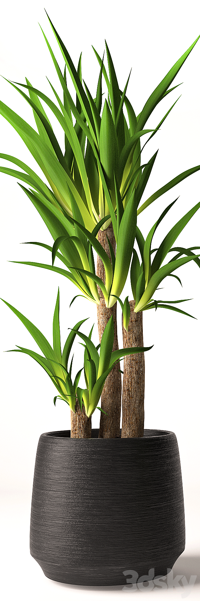 Yucca plant 3DSMax File - thumbnail 2